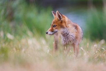 red fox cub by Pim Leijen