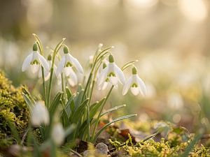 Frühlingsblumen zwischen Moos und Licht