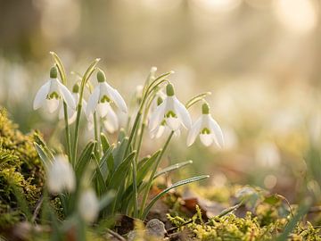Sneeuwklokjes tussen mos en licht van Christina Bauer Photos