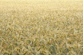 Monoculture Rhythm by Alexander Laengauer | Wildlife & Travel