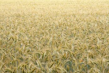 Het ritme van de monocultuur