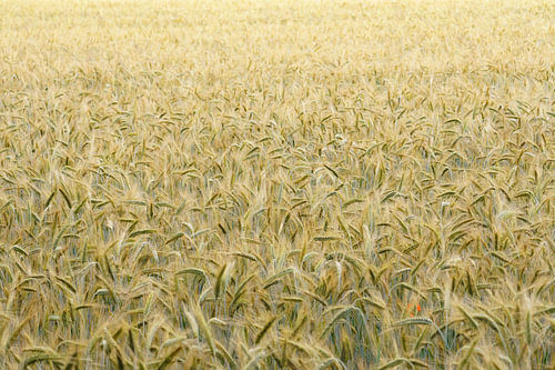 Monoculture Rhythm