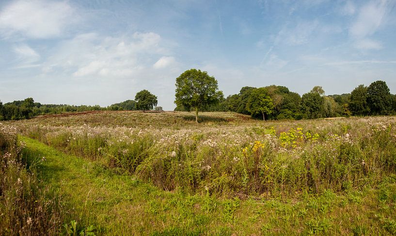 Heidelandschap bij Bocholtz in Zuid-Limburg van John Kreukniet