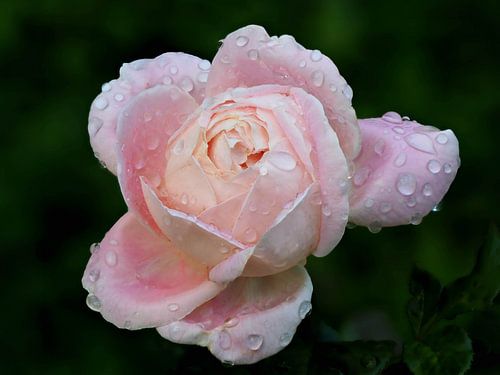 Kein Regen, keine Blumen