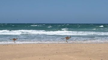 Australië Kangaroos op het strand van Charlotte van Noort
