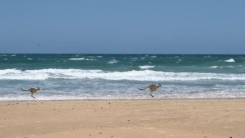 Australië Kangaroos op het strand