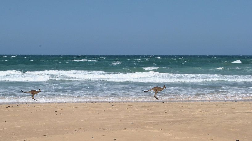 Australië Kangaroos op het strand par Charlotte van Noort