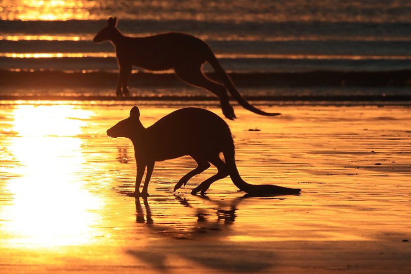 kangaroo on beach at sunrise, mackay, north queensland, australia von Frank Fichtmüller