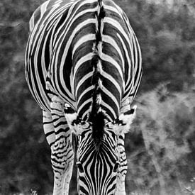 Zebra auf Savanne Südafrika von Johan Schouls