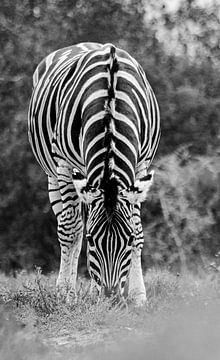 Zebra op savanne Zuid-Afrika van Johan Schouls