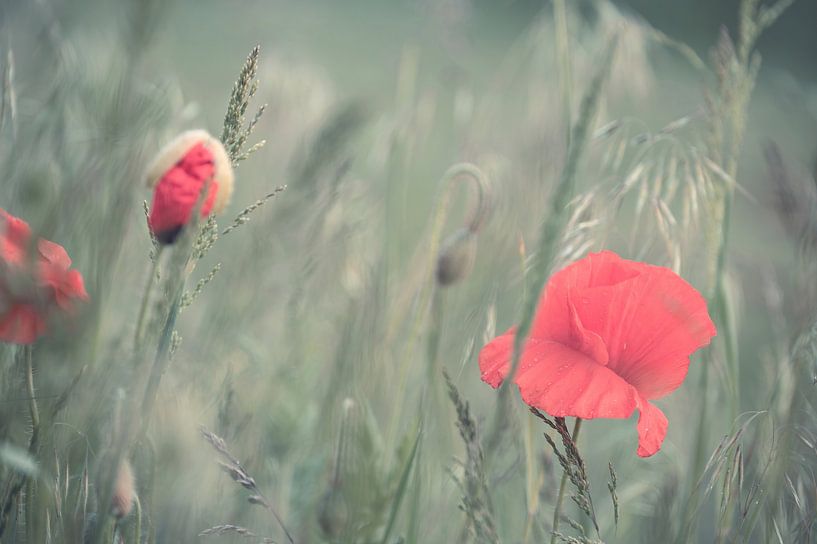Bloemen part 452 van Tania Perneel