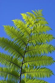 deciduous tree fern
