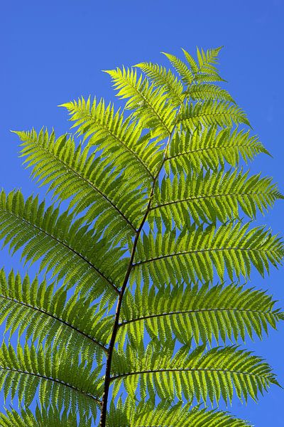 fougère arborescente estivale par Steffi Hommel