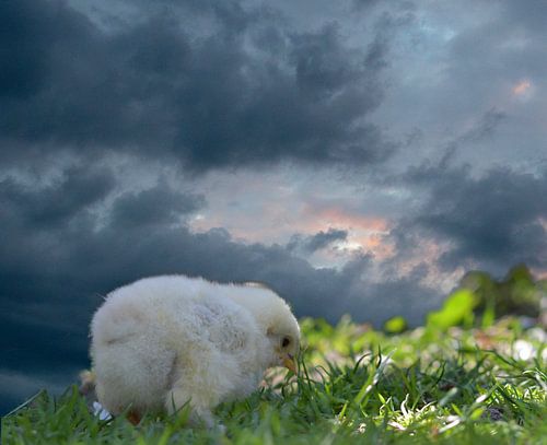 Poussin Brahma avec un ciel menaçant en arrière-plan.