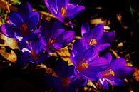Purpurne Krokusse im Sonnenlicht zwischen den Herbstblättern von Breezy Photography and Design Miniaturansicht