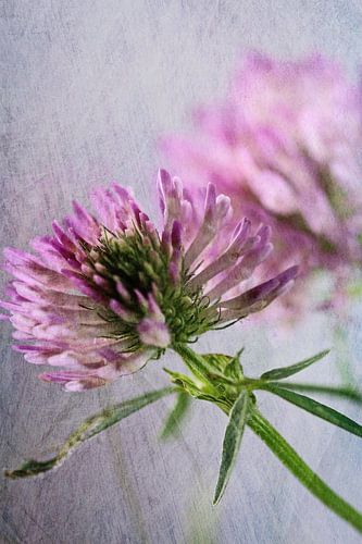 Kleeblüte mit Texture