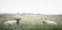 Sheep in Bierum II