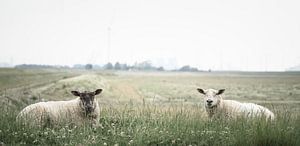 Moutons dans le Bierum II