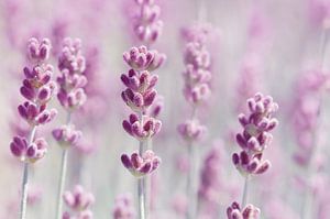 Lavender by Violetta Honkisz