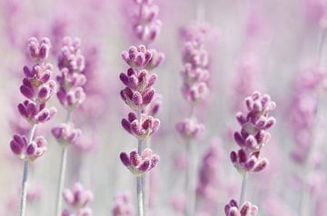 Lavender by Violetta Honkisz