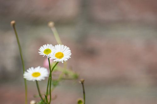 Fleur de pâquerette solitaire