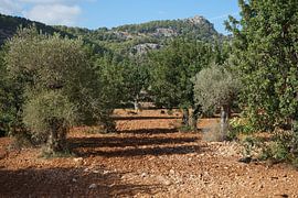 If they could tell No. II by Andreas Wemmje