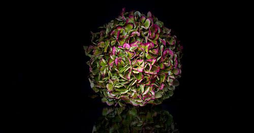 Hortensia