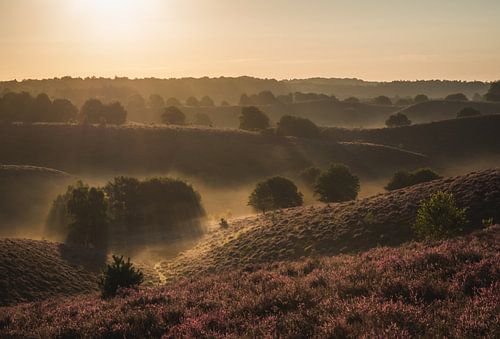 Sentier sur Jeroen Linnenkamp