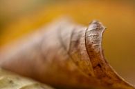 Autumn Leave van Charlene van Koesveld thumbnail