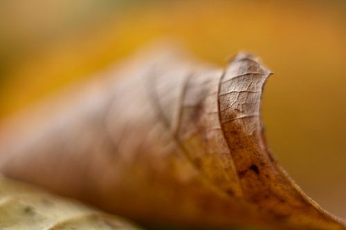 Autumn Leave