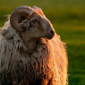 Un portrait royal d'un mouton, au coucher du soleil. sur Jozef Gyant