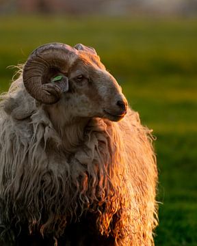 A royal portrait of a sheep, during sunset