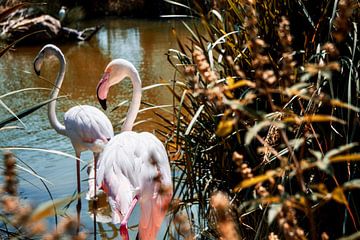 Flamingos in een dierentuin in Valencia van Bart Geers