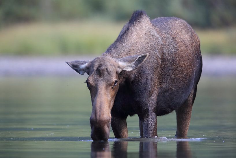 Moose cow eating water plants in Lake Glacier National Park in Montana, USA by Frank Fichtmüller