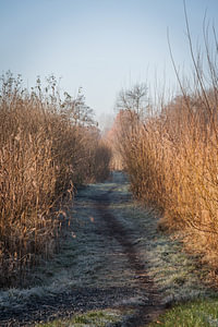 Paadje door Riet