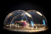 Rose in bubble by Humphry Jacobs thumbnail