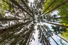 Forest view with sky at the Baltic Sea by Thilo Wagner