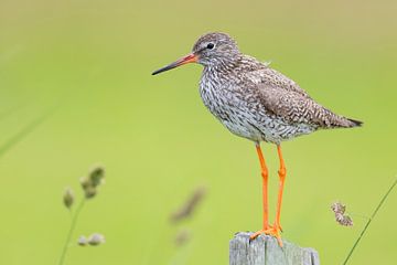 Tureluur rustend op paal van Anja Brouwer Fotografie