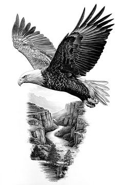 Aigle à tête blanche planant au-dessus d'un canyon, dessin au trait