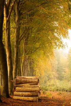 Bomenstammen in het herfst bos van KB Design & Photography (Karen Brouwer)