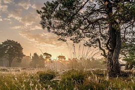 Rondven , Strijbeek Heath
