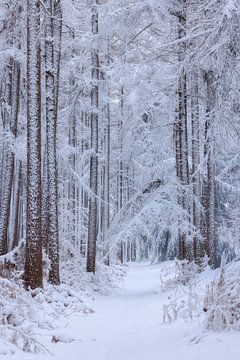 Stiltepad - De Moeren, Brabant