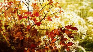 Collage de Fleurs