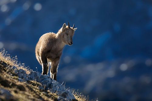 Young ibex in the Alps