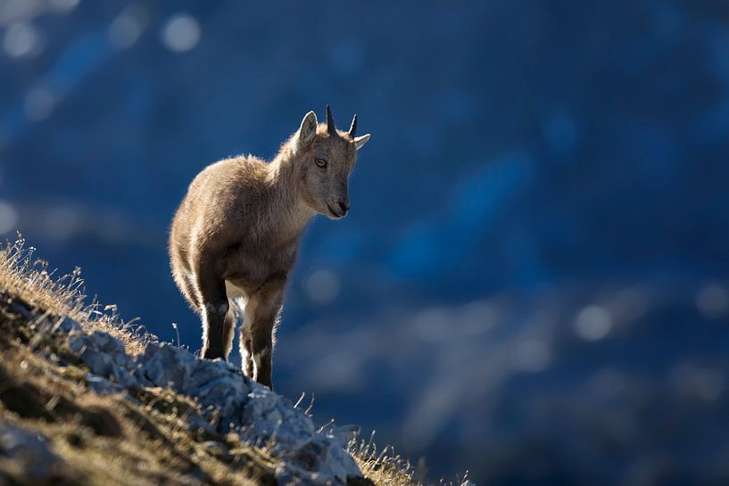 Young ibex in the Alps by Dieter Meyrl