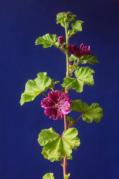 Stockrose von Thomas Jäger