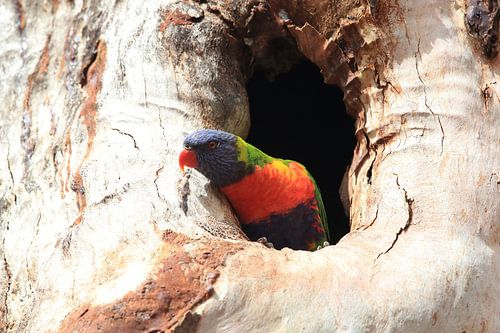 Rainbow Lorikeet,dans son habitat naturel, Queensland, Australie