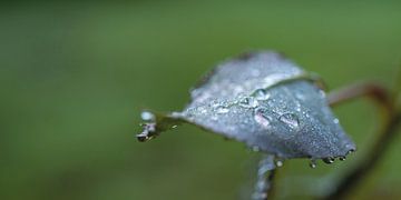 Leaf with dewdrops by SuparDisign