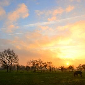 Paard in de opkomende zon, Doezum, Groningen van Mark van der Werf