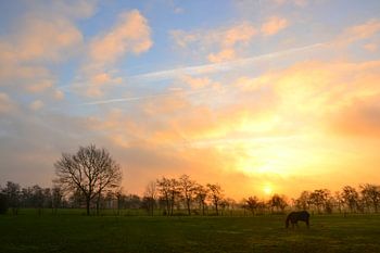 Paard in de opkomende zon, Doezum, Groningen